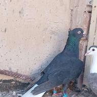 کفتر دم سفید