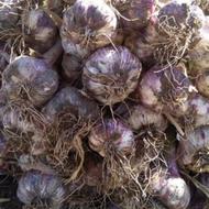 سیرمحلی درجه یک جویبار کاشت محصول خودم هست