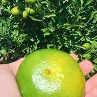 نارنگی ژاپنی درجه یک