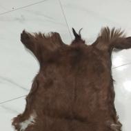 پوست تزیینی بز