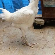 مرغ و خروس لاری نژاد افغان اصل