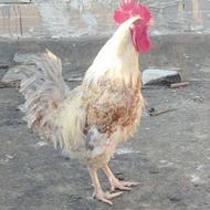 یک خروس گل باقالی خوشگل واوازه خوان