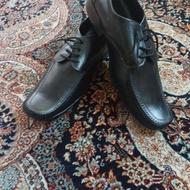 کفش مردانه کاملا نو