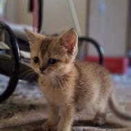 گربه ی بریتیش ماده