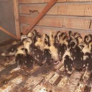 جوجه اردک اسرائیلی 20 روزه نژاد سنگین وزن