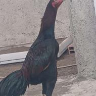 خروس لاری یک ساله