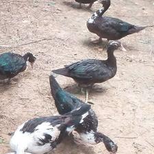 اردک اسرائیلی.غاز.مرغ.خروس.جوجه.کبوتر.گوسفند.ماشین.موتورزمین