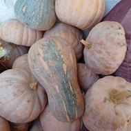 کدوی خشک رسیده