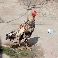 خروس لاری اصیل