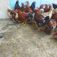 جوجه خروس محلی نیمچه سالم وارگانیک