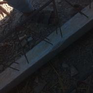 مرغ سندی اصل