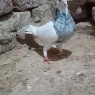 ماده طوق هفترنگ
