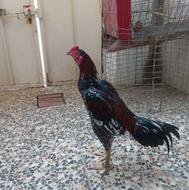 خروس لاری آینده دار به شرط