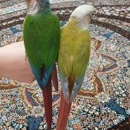 جفت گرینچیک دستی و سخنگو با سابقه جوجه دهی