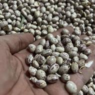 لوبیاچیتی درجه یک