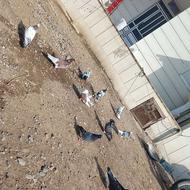 کفتر پرشی 8عدد