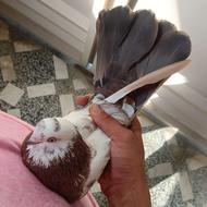 کبوتر نر قلم کار