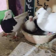 معاوضه با ابزار