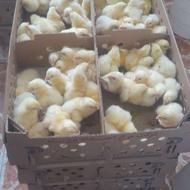جوجه گوشتی