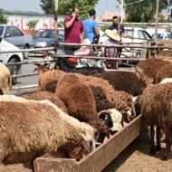 مرغ و خروس گوساله گوسفند(زنده)