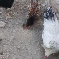 خروس جوان گلین