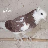 کبوتر خوشکل