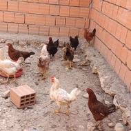 فروش غاز اردک مرغ و بوقلمون