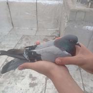 کبوتر سبز پرشی