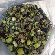 عروس هلندی نر