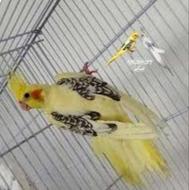 خریدار جوجه سرلاکی این نژاد