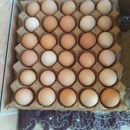 تخممرغ نطفهدار بومی/دورگه (کیفیت عالی)
