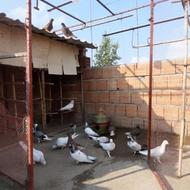 کبوتر رنگی پرشی