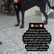 توله قره سرابی نسل دوهزار واگذاری