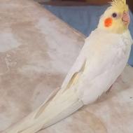 عروس هلندی