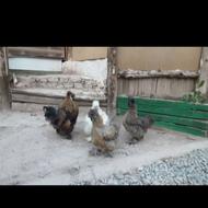 جوجه 15روزه ابریشمی