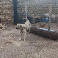 توله عراقی اصیل