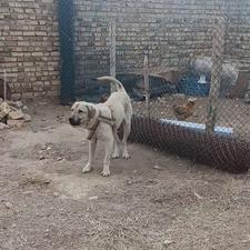توله عراقی اصیل