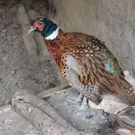 قرقاول - خوراکی - مولد