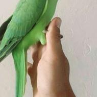 طوطی رام رام اصلن گاز نمی گیره