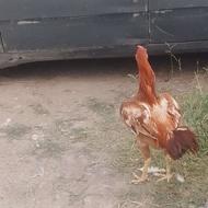 جوجه خروس لاری 8ماهه