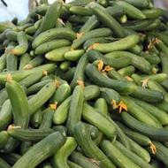 خیار برای خیار شوری