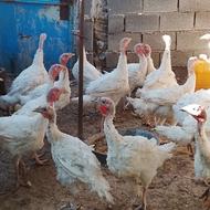 بوقلمون گوشتی