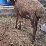 گوسفند داشتی وگوشتی