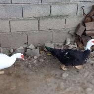 فروش اردک اسرائیلی
