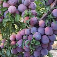 الو شابلون شیرین ارگانیک