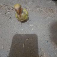 جوجه کوتوله سرلاکی نزدیک به دونخوری