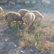 فروش گوسفند اصل قرباغی بره دار و آبستن سنگین