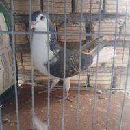 کفترنر مست 2ساله