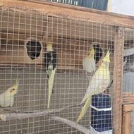 طوطی عروس هلندی