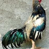خروس لاری صابونی